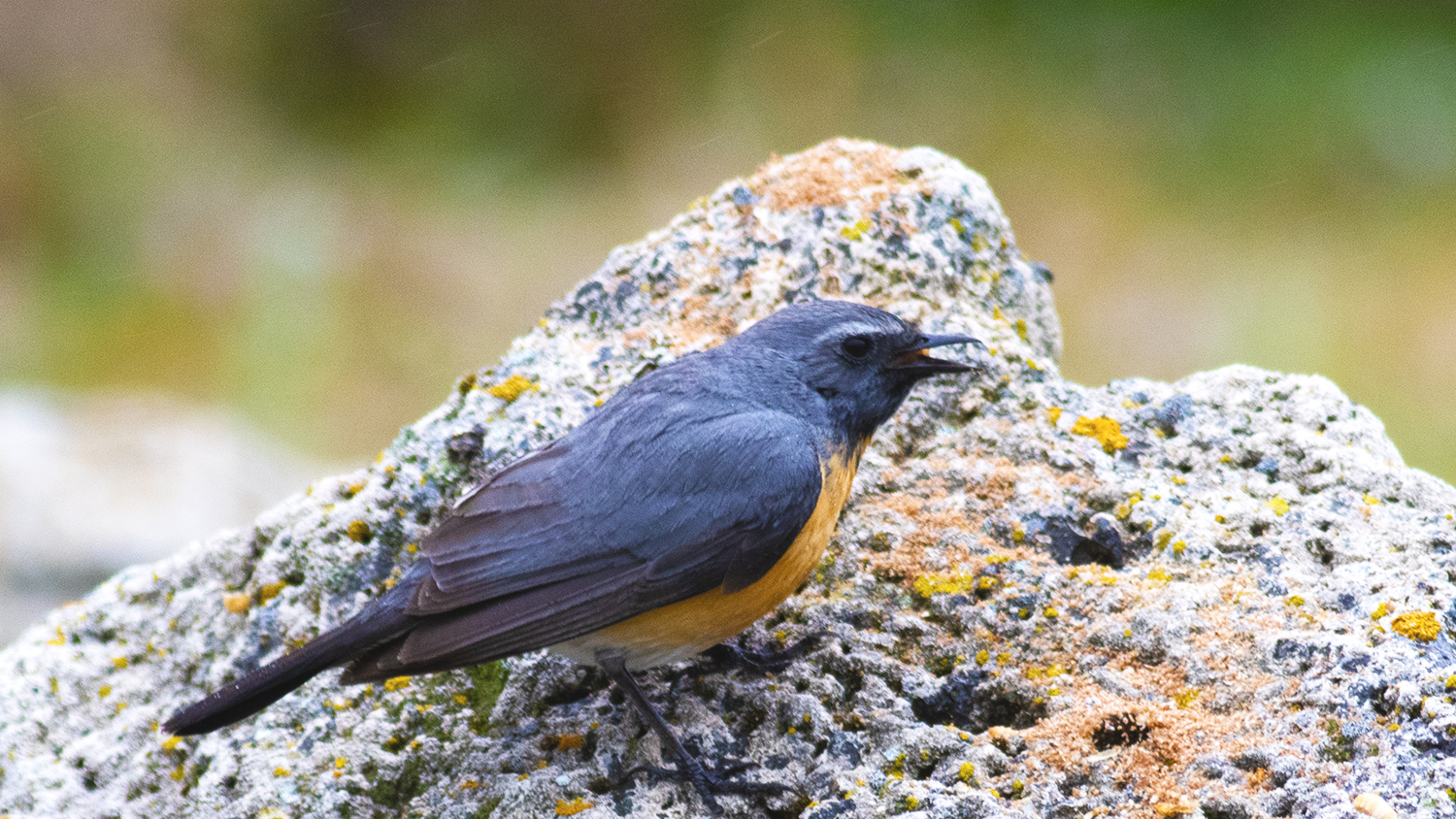 Rufous-tailed Rock-Thrush